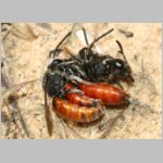 Sphecodes albilabris - Blutbiene 03a 12-13mm Paarung.jpg